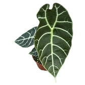 Alocasia longiloba 'Watsoniana' potted houseplant in nursery pot on white background, product photo 4.