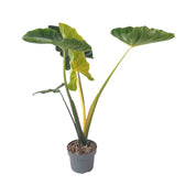 Alocasia macrorrhizos ‘New Guinea Gold’ potted houseplant in nursery pot on white background, product photo 2.
