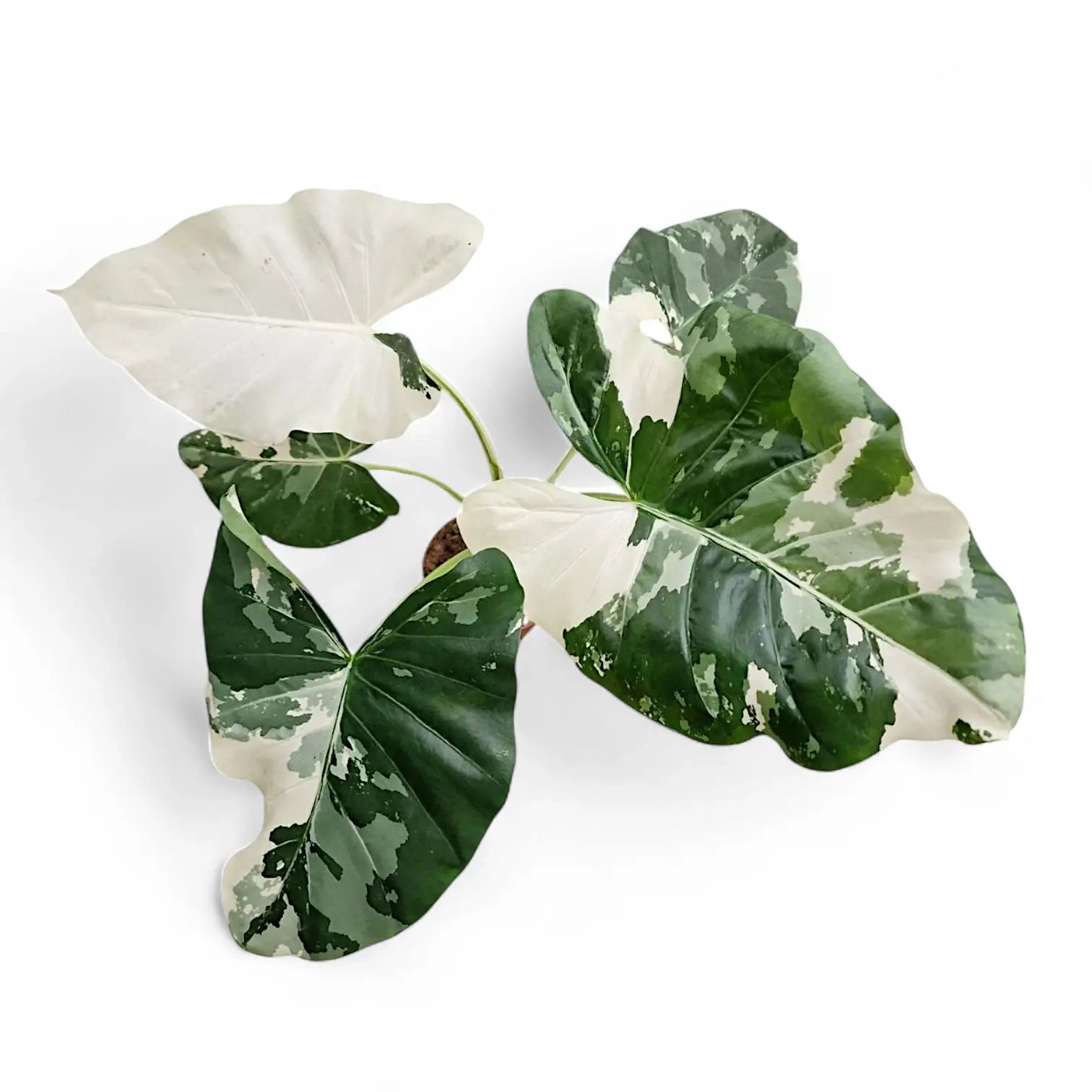 Alocasia macrorrhizos var. variegata Zimmerpflanze im Anzuchttopf vor weißem Hintergrund, Produktfoto 2.