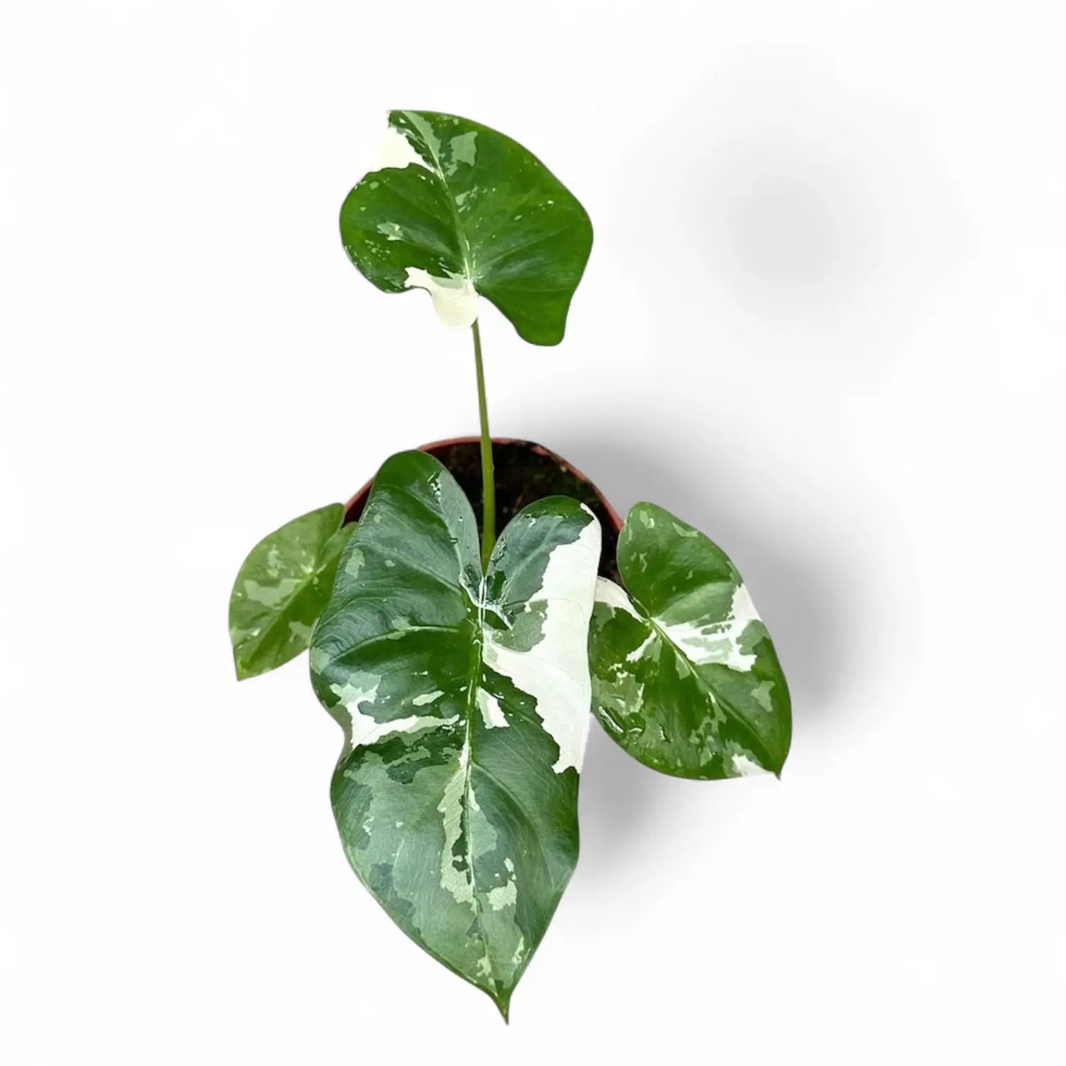 Alocasia macrorrhizos var. variegata Zimmerpflanze im Anzuchttopf vor weißem Hintergrund, Produktfoto 4.