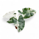 Alocasia macrorrhizos var. variegata Zimmerpflanze im Anzuchttopf vor weißem Hintergrund, Produktfoto 5.