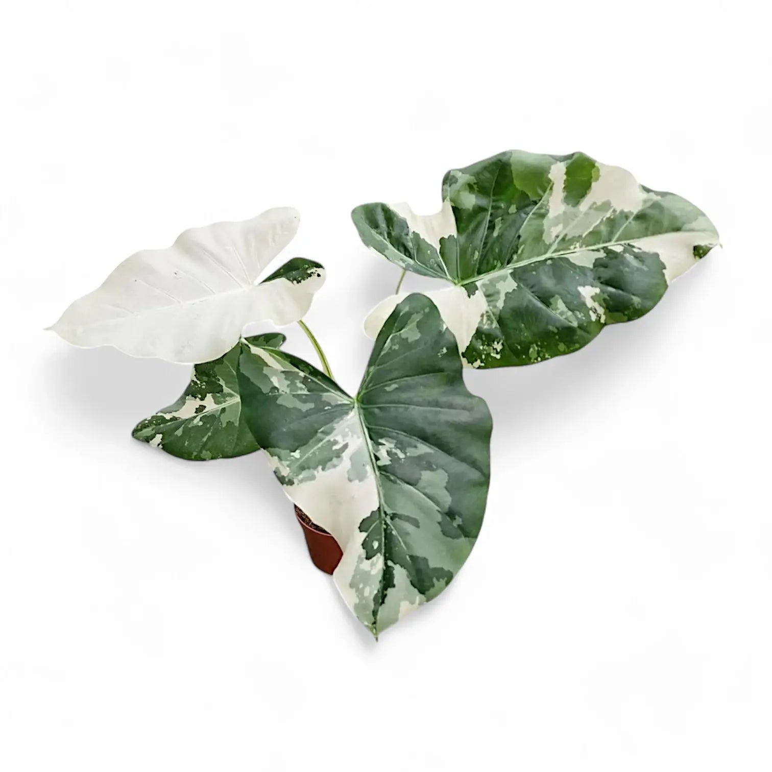 Alocasia macrorrhizos var. variegata Zimmerpflanze im Anzuchttopf vor weißem Hintergrund, Produktfoto 5.