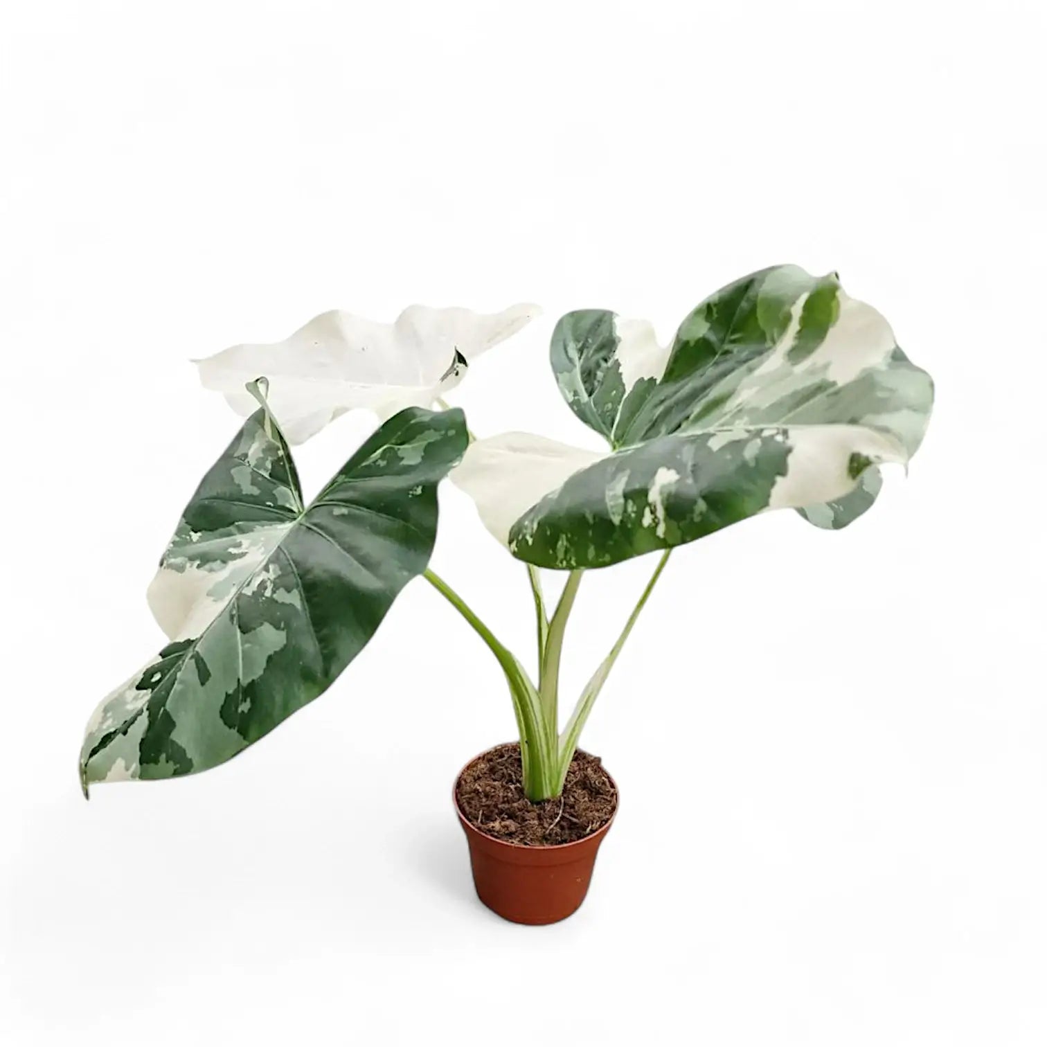 Alocasia macrorrhizos var. variegata Zimmerpflanze im Anzuchttopf vor weißem Hintergrund, Produktfoto 6.