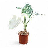 Alocasia macrorrhizos var. variegata Zimmerpflanze im Anzuchttopf vor weißem Hintergrund, Produktfoto 7.