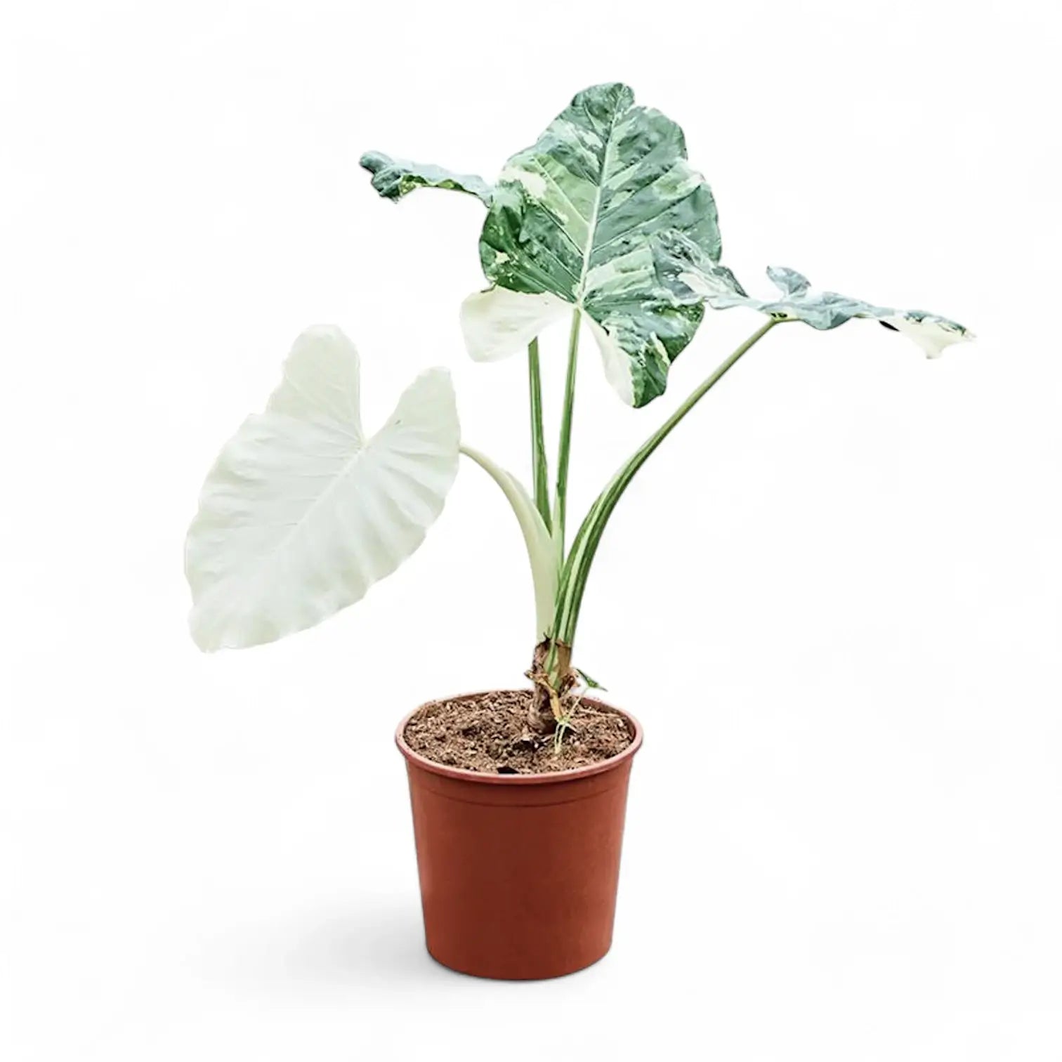 Alocasia macrorrhizos var. variegata Zimmerpflanze im Anzuchttopf vor weißem Hintergrund, Produktfoto 7.