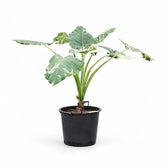 Alocasia macrorrhizos var. variegata Zimmerpflanze im Anzuchttopf vor weißem Hintergrund, Produktfoto 8.