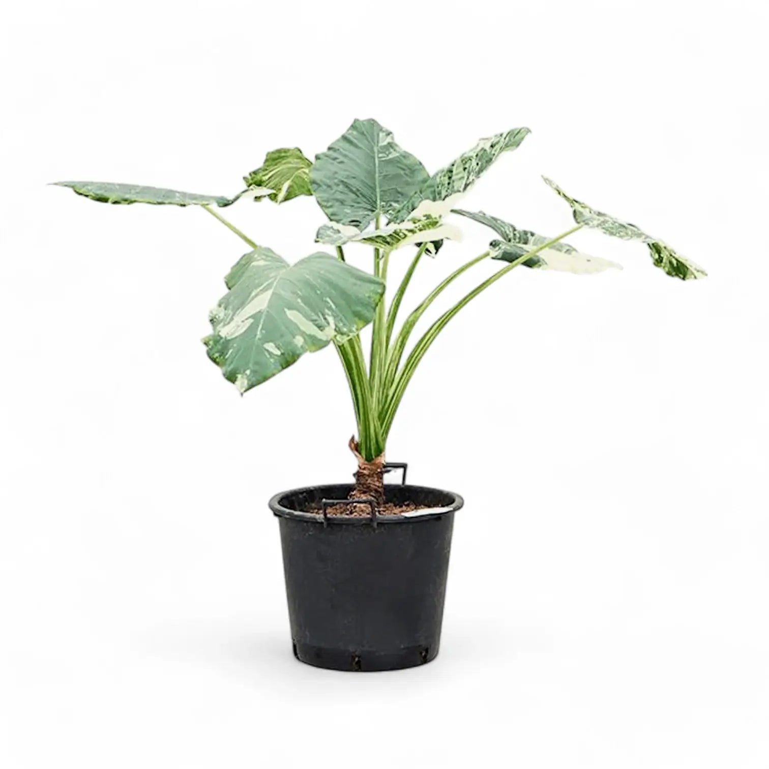 Alocasia macrorrhizos var. variegata Zimmerpflanze im Anzuchttopf vor weißem Hintergrund, Produktfoto 8.