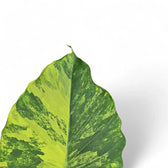 Alocasia odora 'California Variegata Aurea' leaf close-up on white background.