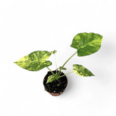 Alocasia odora 'California Variegata Aurea' potted houseplant in nursery pot on white background, product photo 2.