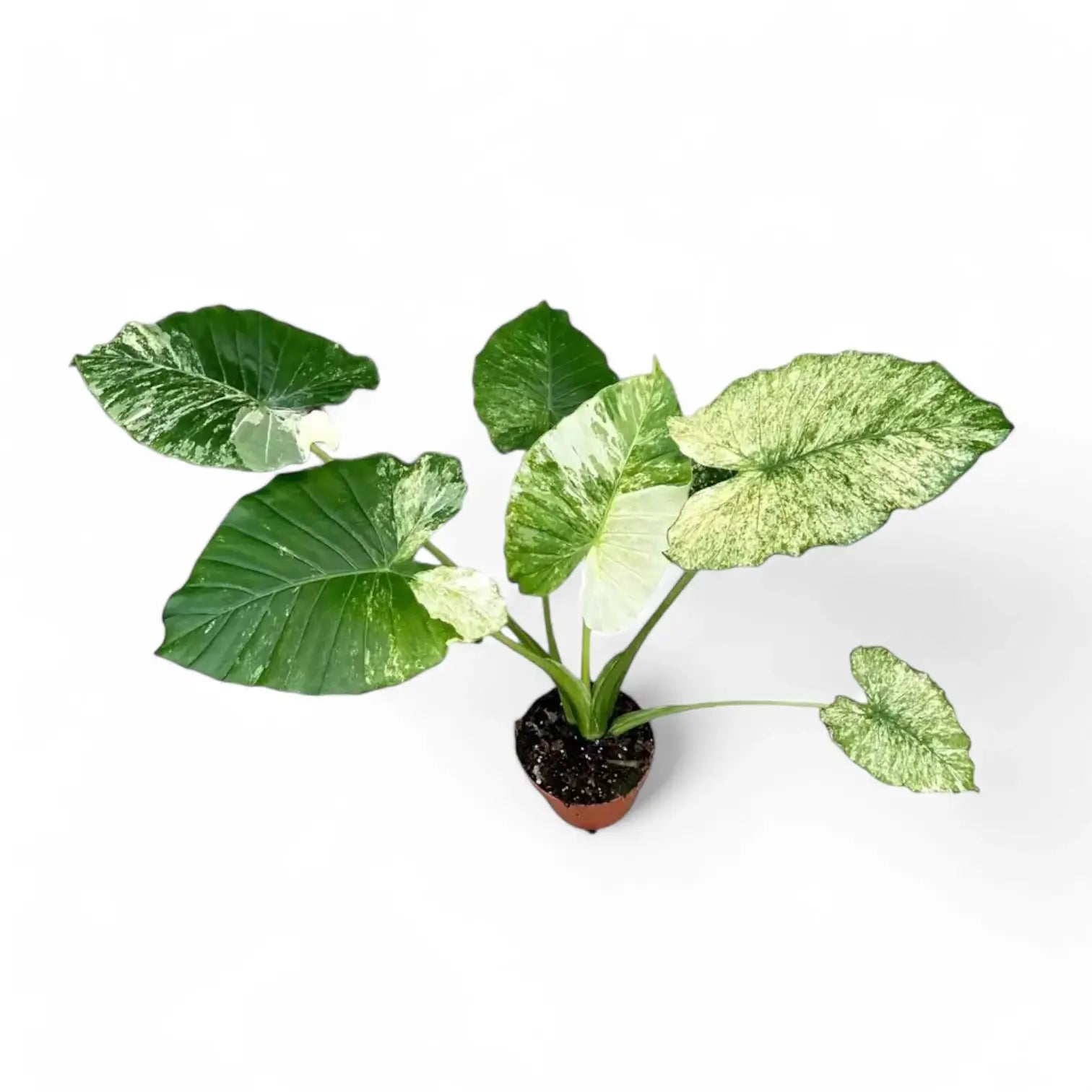 Alocasia odora ‘California Variegata’ variegata potted houseplant in nursery pot on white background, product photo 2.