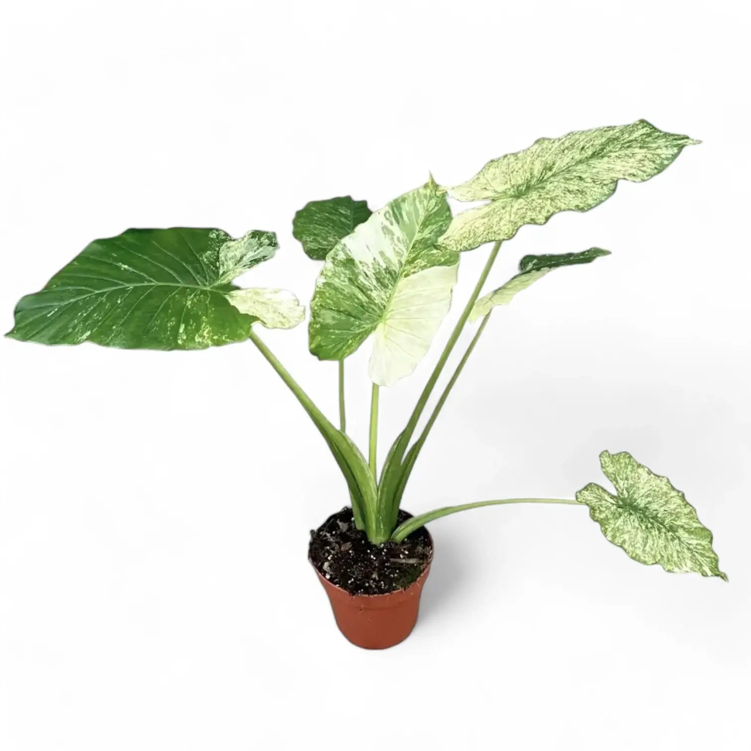 Alocasia odora ‘California Variegata’ variegata potted houseplant in nursery pot on white background, product photo 3.