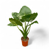 Alocasia odora ‘California Variegata’ variegata potted houseplant in nursery pot on white background, product photo 4.
