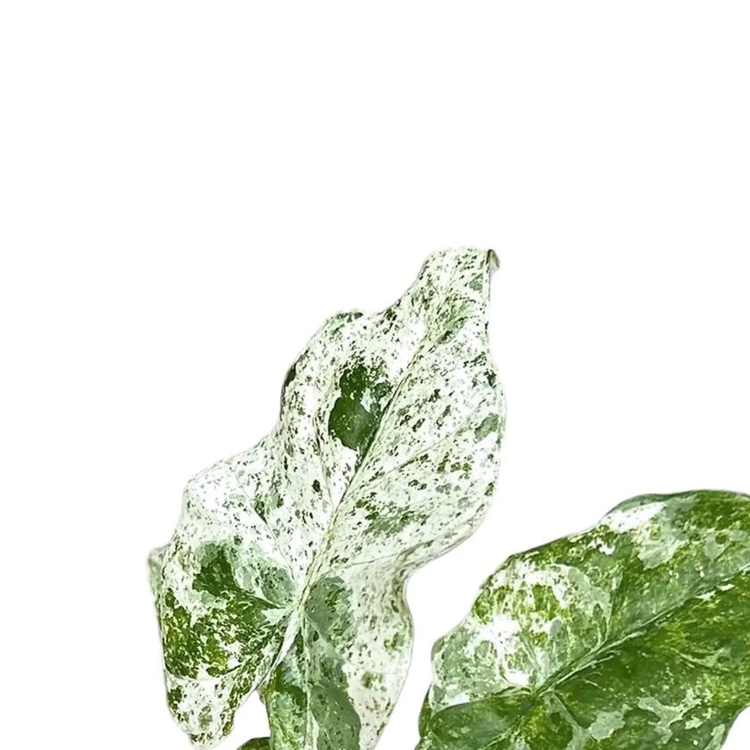 Alocasia odora variegata 'Batik' – Blattdetail vor weißem Hintergrund..