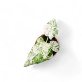 Alocasia odora variegata 'Batik' potted houseplant in nursery pot on white background, product photo 4.