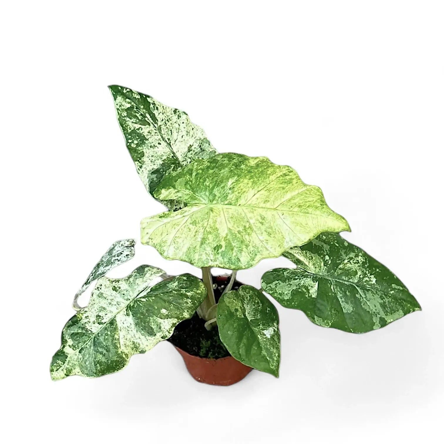 Alocasia odora variegata 'Batik' potted houseplant in nursery pot on white background, product photo 7.