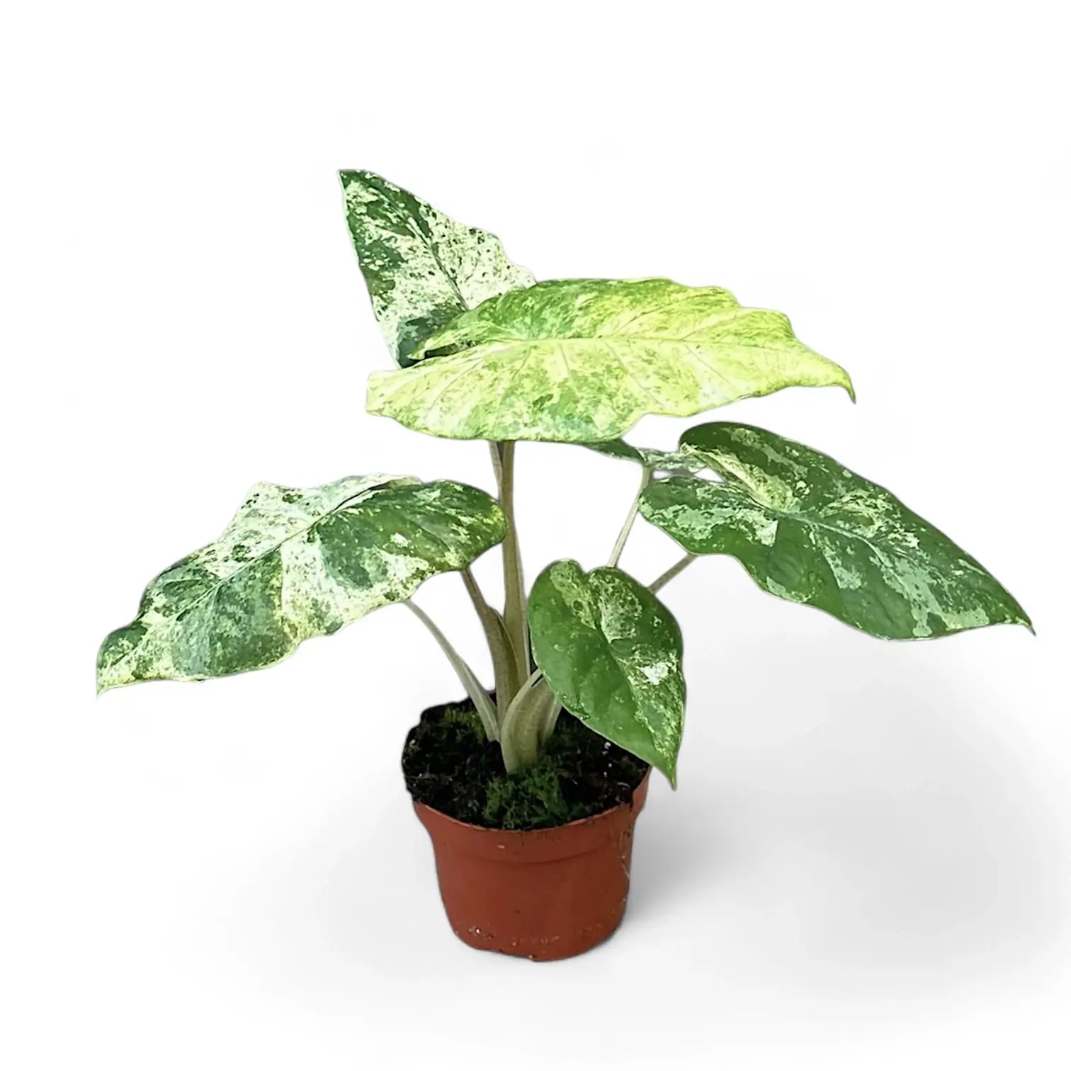 Alocasia odora variegata 'Batik' potted houseplant in nursery pot on white background, product photo 8.