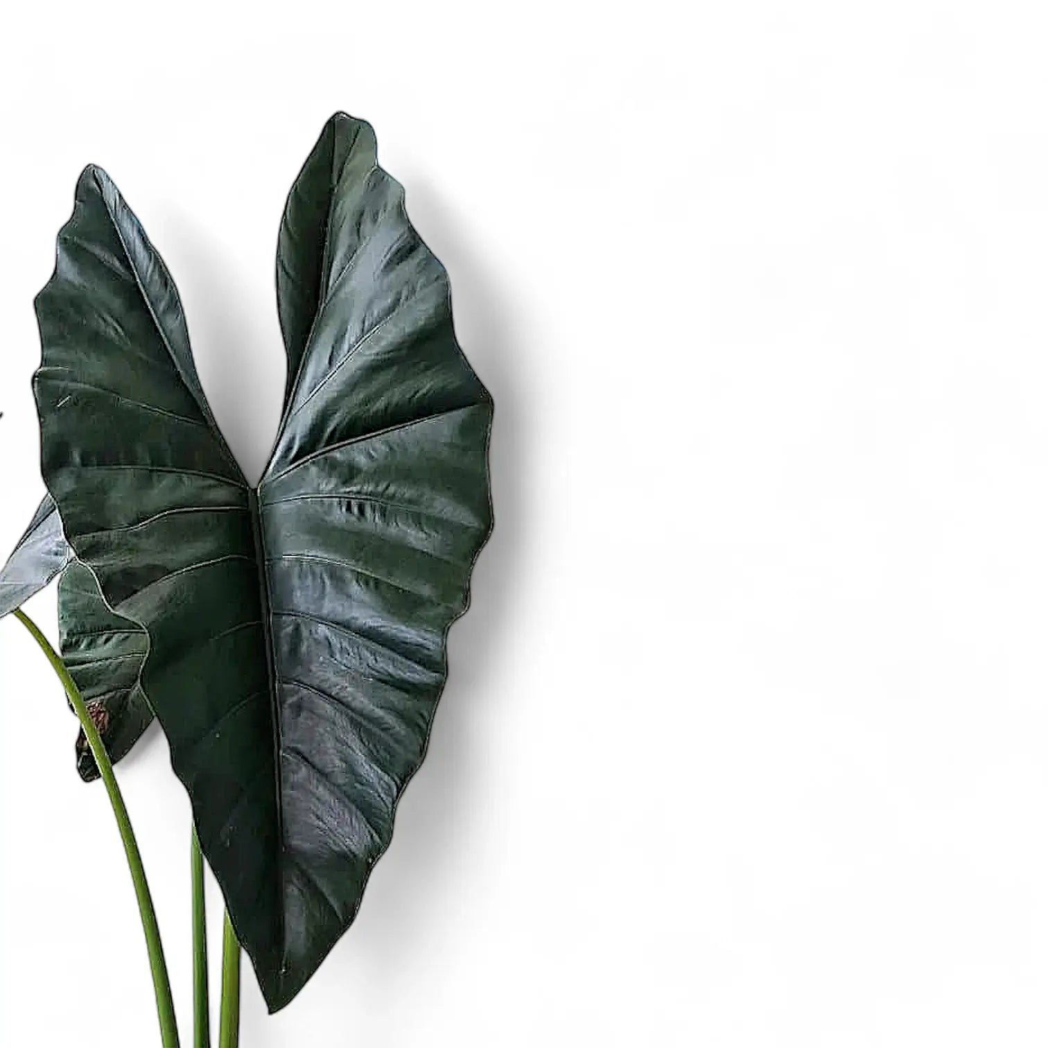 Alocasia princeps 'Purple cloak' leaf close-up on white background.