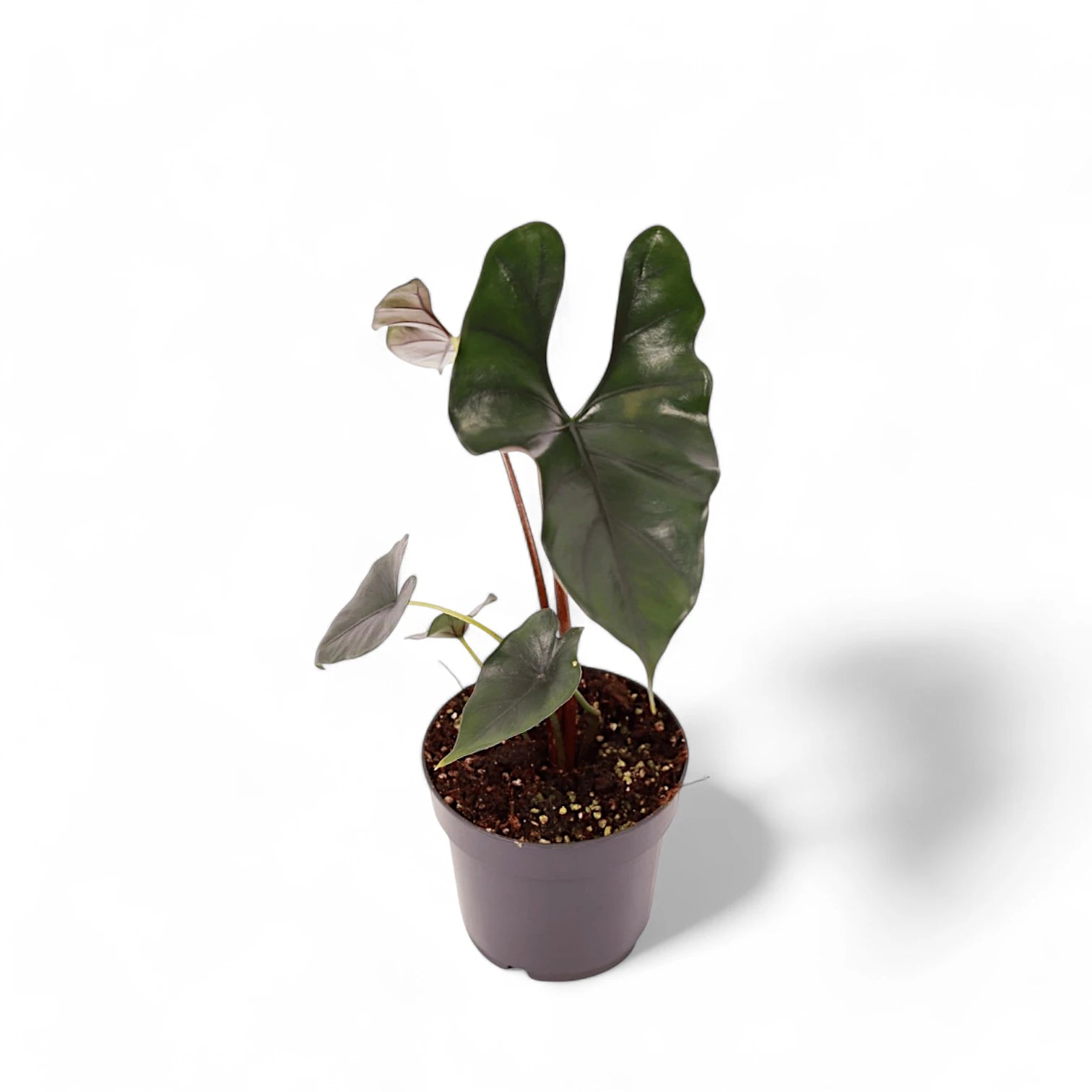 Alocasia princeps 'Purple cloak' potted houseplant in nursery pot on white background, product photo 2.