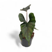 Alocasia princeps 'Purple cloak' potted houseplant in nursery pot on white background, product photo 3.