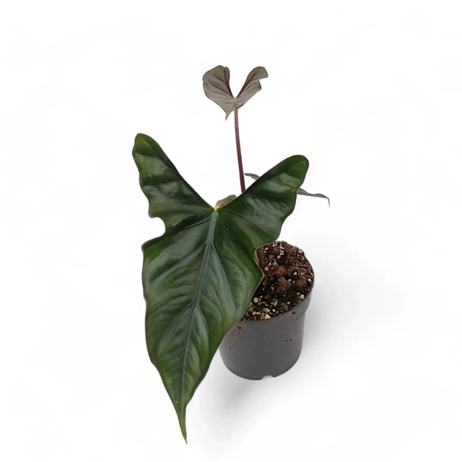 Alocasia princeps 'Purple cloak' potted houseplant in nursery pot on white background, product photo 4.