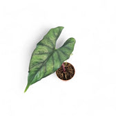 Alocasia princeps 'Purple cloak' potted houseplant in nursery pot on white background, product photo 6.