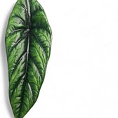 Alocasia puncakborneensis potted houseplant in nursery pot on white background, product photo 7.