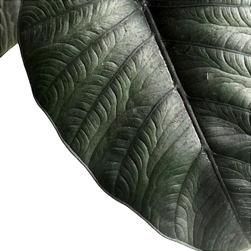 Alocasia reginae – Blattdetail vor weißem Hintergrund..