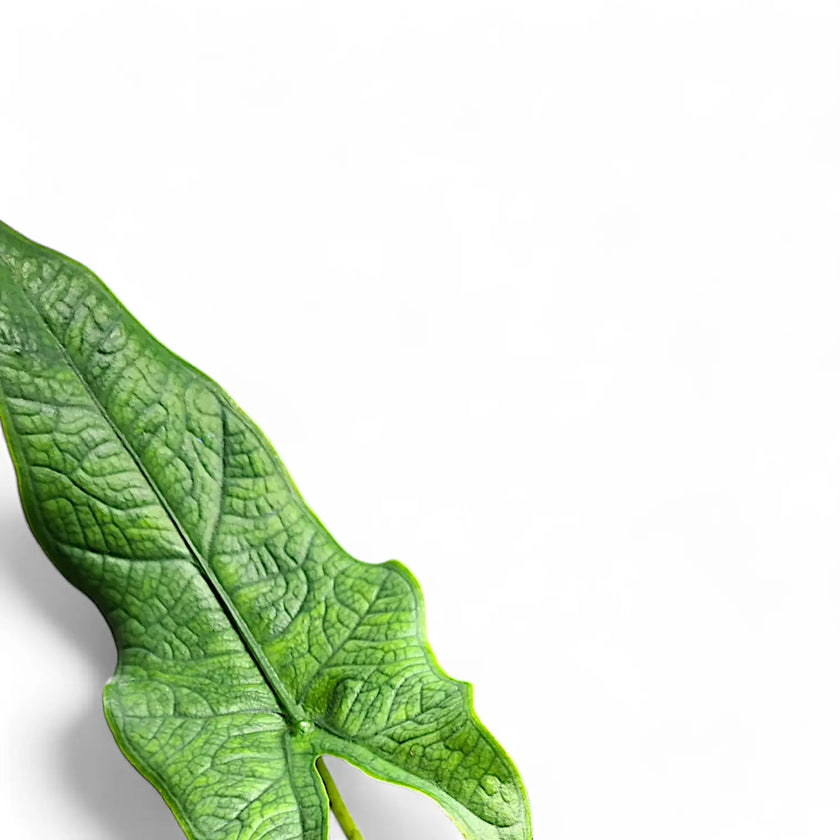 Alocasia sp. Sulawesi 'Green Carpet' – Blattdetail vor weißem Hintergrund..