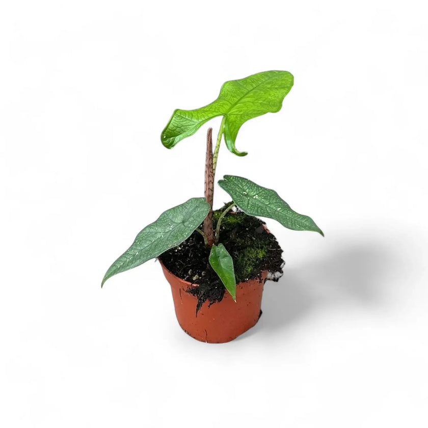 Alocasia sp. Sulawesi 'Green Carpet' Zimmerpflanze im Anzuchttopf vor weißem Hintergrund, Produktfoto 2.