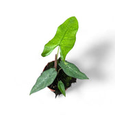 Alocasia sp. Sulawesi 'Green Carpet' potted houseplant in nursery pot on white background, product photo 3.
