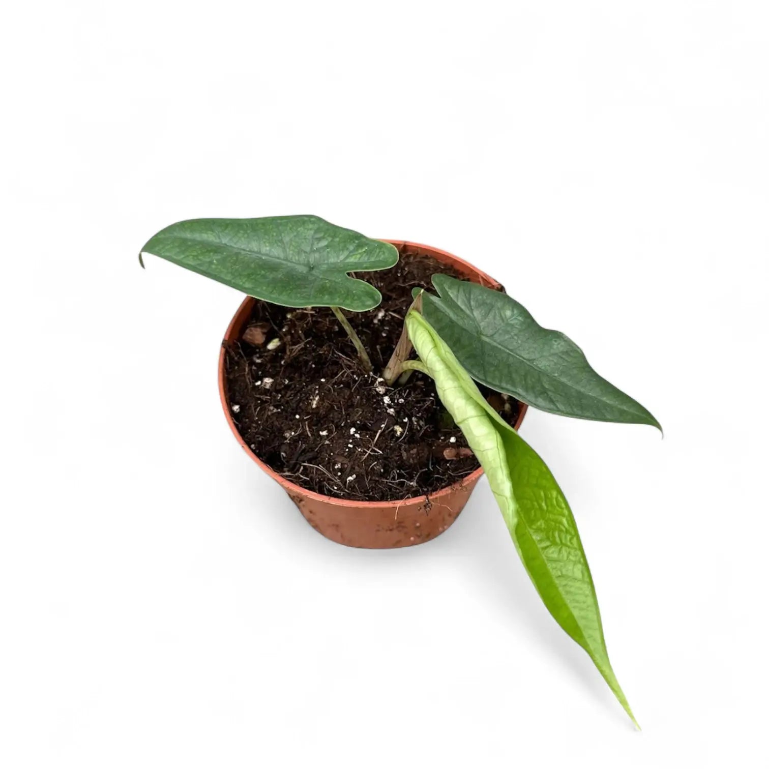 Alocasia sp. Sulawesi 'Green Carpet' potted houseplant in nursery pot on white background, product photo 4.