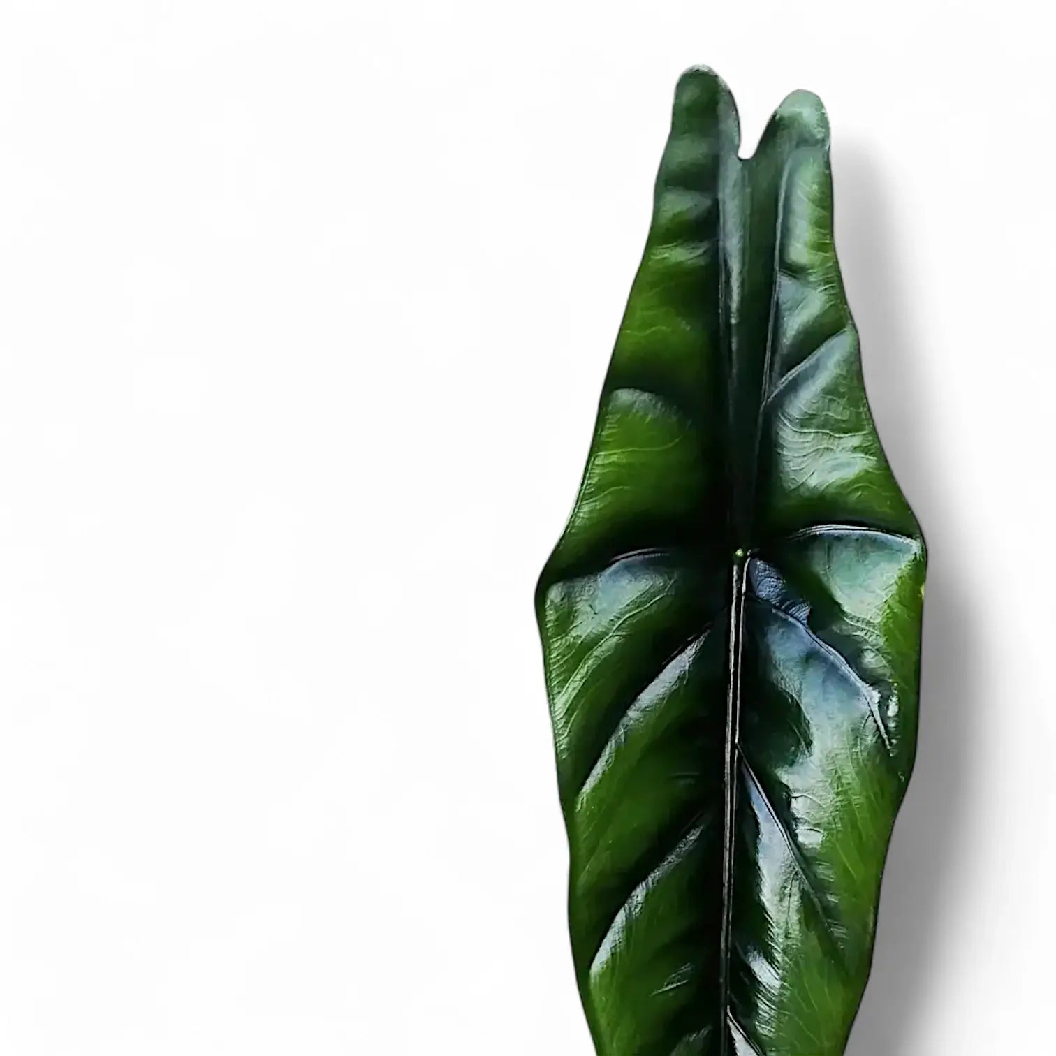 Alocasia venusta – Blattdetail vor weißem Hintergrund..