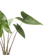 Alocasia zebrina – Blattdetail vor weißem Hintergrund..