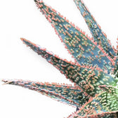 Aloe ‘DZ’ – Blattdetail vor weißem Hintergrund..