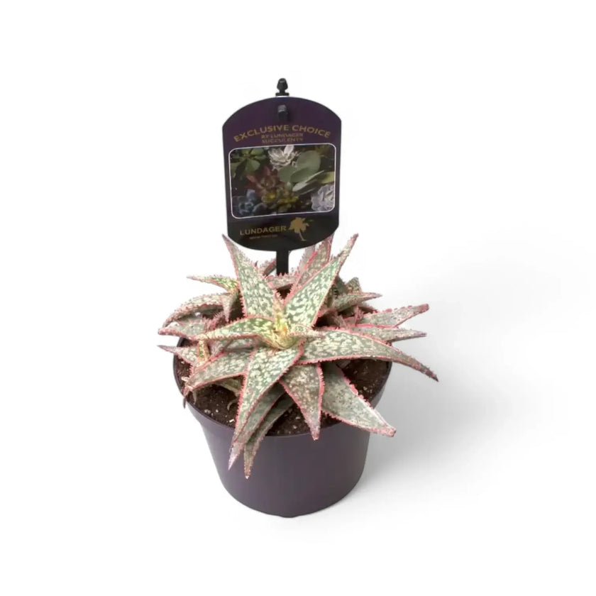 Aloe ‘DZ’ potted houseplant in nursery pot on white background, product photo 2.