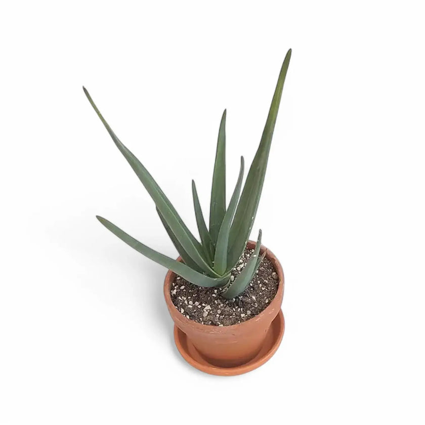 Aloe 'Hercules' potted houseplant in nursery pot on white background, product photo 2.