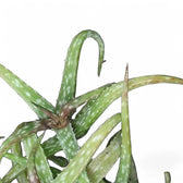 Aloe bakeri – Blattdetail vor weißem Hintergrund..