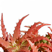 Aloe dorotheae 'Crimson' – Blattdetail vor weißem Hintergrund..