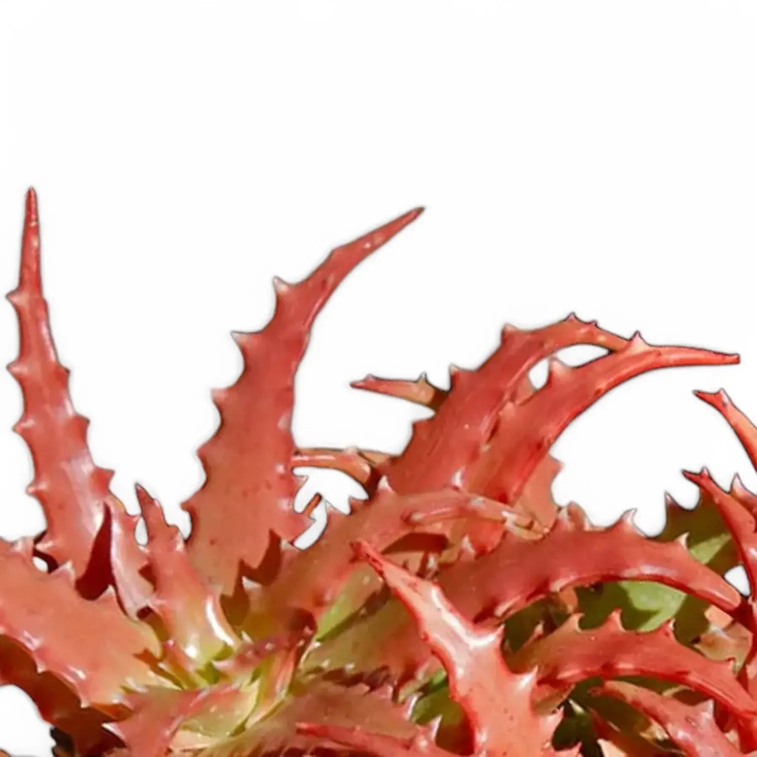 Aloe dorotheae 'Crimson' – Blattdetail vor weißem Hintergrund..