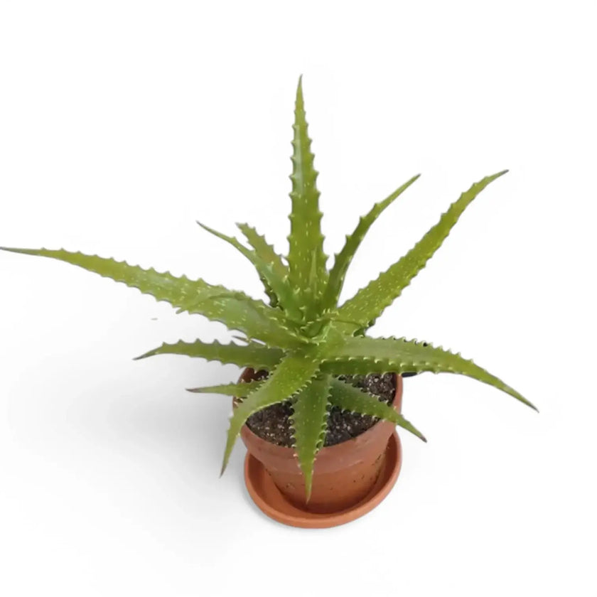 Aloe dorotheae 'Crimson' potted houseplant in nursery pot on white background, product photo 2.