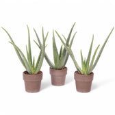 Aloe vera Zimmerpflanze im Anzuchttopf vor weißem Hintergrund, Produktfoto 2.