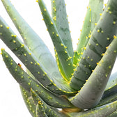 Aloidendron dichotomum (Aloe dichotoma) – Blattdetail vor weißem Hintergrund..