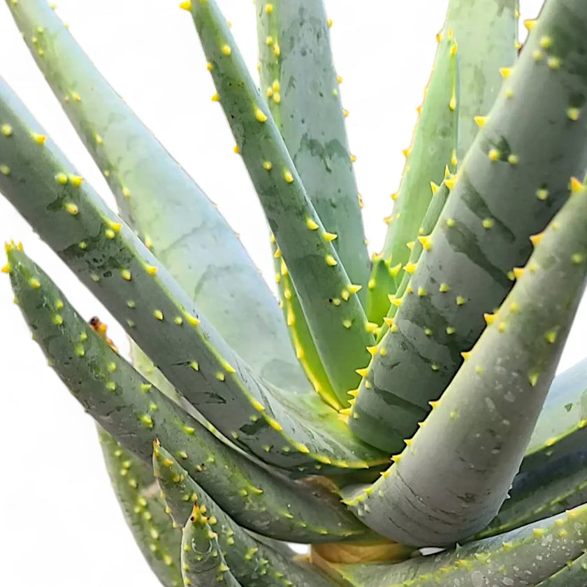 Aloidendron dichotomum (Aloe dichotoma) leaf close-up on white background.