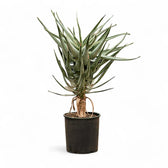 Aloidendron dichotomum (Aloe dichotoma) Zimmerpflanze im Anzuchttopf vor weißem Hintergrund, Produktfoto 5.