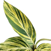 Alpinia zerumbet variegata – Blattdetail vor weißem Hintergrund..