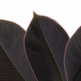 Amorphophallus atroviridis leaf close-up on white background.