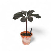 Amorphophallus atroviridis potted houseplant in nursery pot on white background, product photo 2.