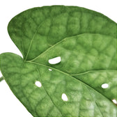 Amydrium medium Zimmerpflanze im Anzuchttopf vor weißem Hintergrund, Produktfoto 3.