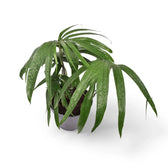 Amydrium zippelianum potted houseplant in nursery pot on white background, product photo 2.