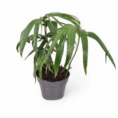 Amydrium zippelianum potted houseplant in nursery pot on white background, product photo 3.